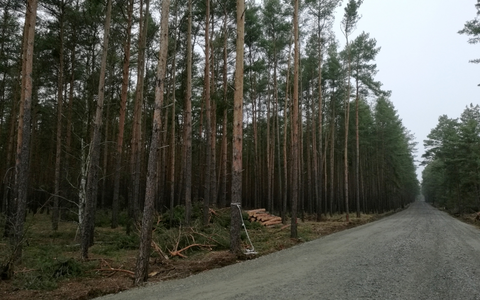 Standort von neuer Tesla-Fabrik in Brandenburg - Foto: über dts Nachrichtenagentur