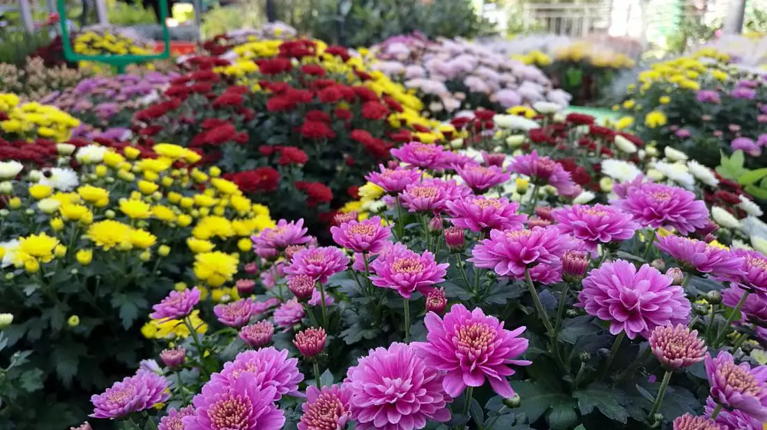 Blumen im Gartenfachgeschäft (Archiv) - Bild: über dts Nachrichtenagentur