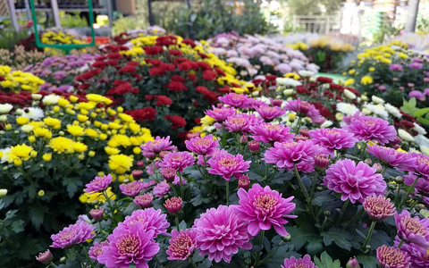 Blumen im Gartenfachgeschäft (Archiv) - Foto: über dts Nachrichtenagentur