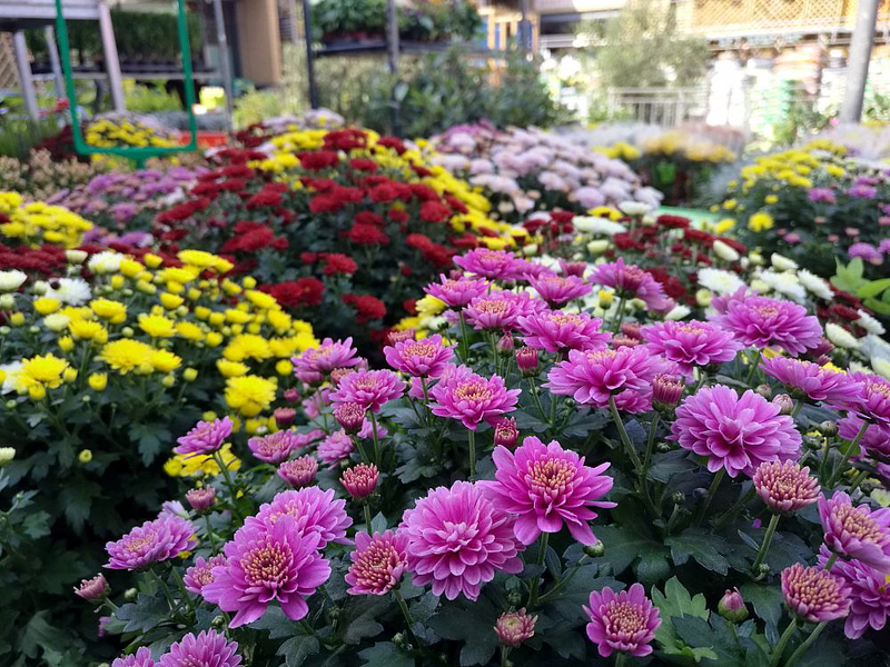 Blumen im Gartenfachgeschäft (Archiv) - Foto: über dts Nachrichtenagentur