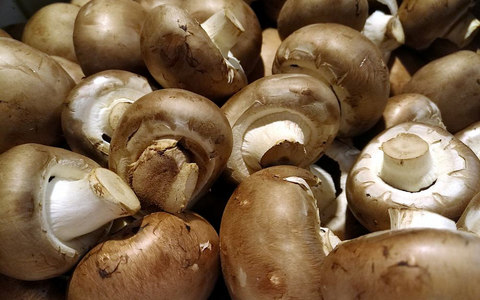 Pilze (Archiv) - Foto: über dts Nachrichtenagentur