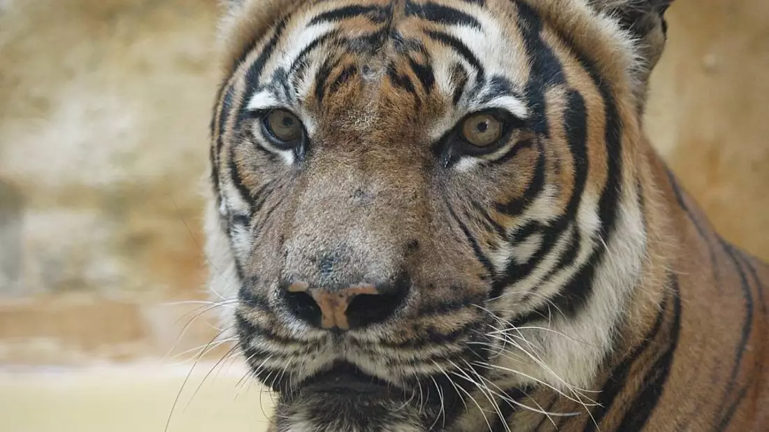 Malaysia-Tiger (Archiv) - Bild: über dts Nachrichtenagentur