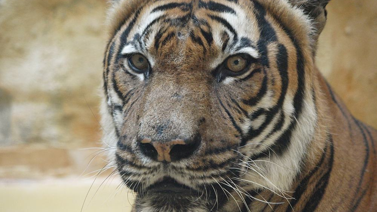 Malaysia-Tiger - Foto: über dts Nachrichtenagentur