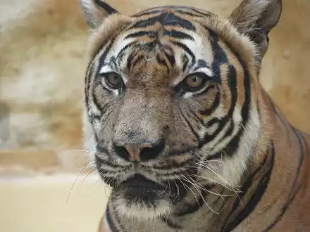 Malaysia-Tiger (Archiv) - Foto: über dts Nachrichtenagentur