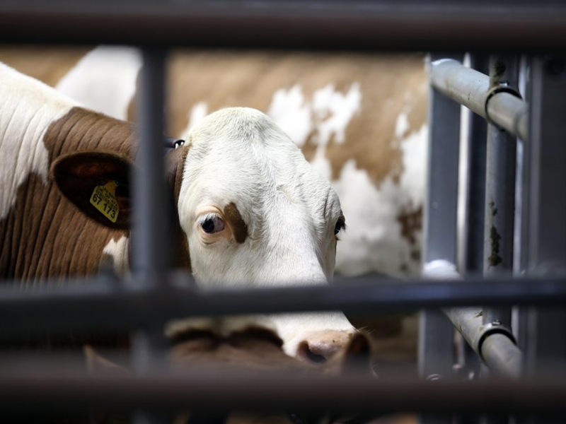 Kuh - Foto: über dts Nachrichtenagentur