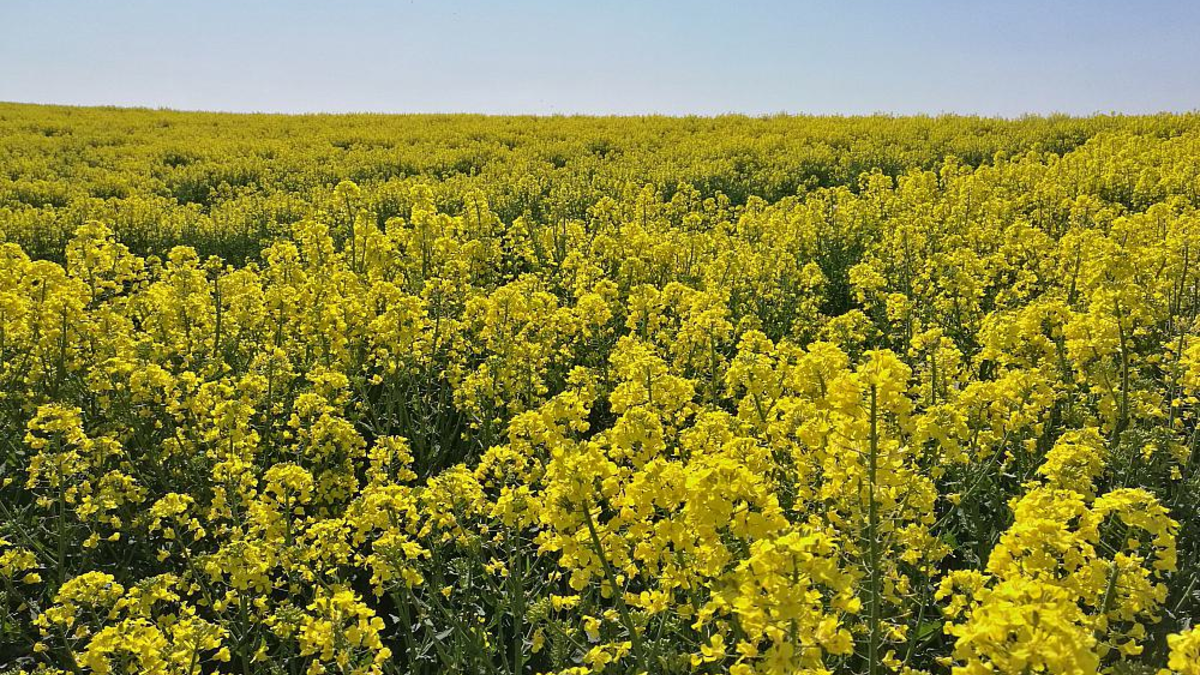 Rapsfeld (Archiv) - Foto: über dts Nachrichtenagentur