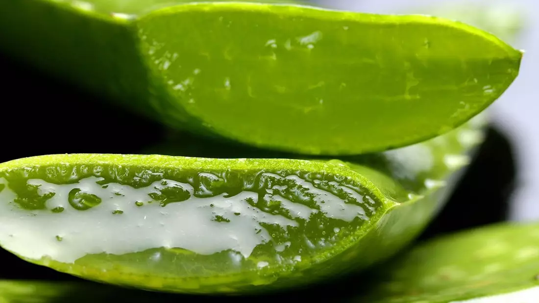 Insbesondere das Gel der Aloe Vera hat heilende Wirkung auf den menschlichen Organismus. - Bild: pixabay.de © Franziska Ingold CCO Public Domain