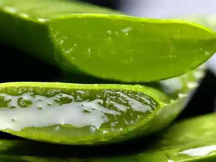 Insbesondere das Gel der Aloe Vera hat heilende Wirkung auf den menschlichen Organismus. - Foto: pixabay.de © Franziska Ingold CCO Public Domain