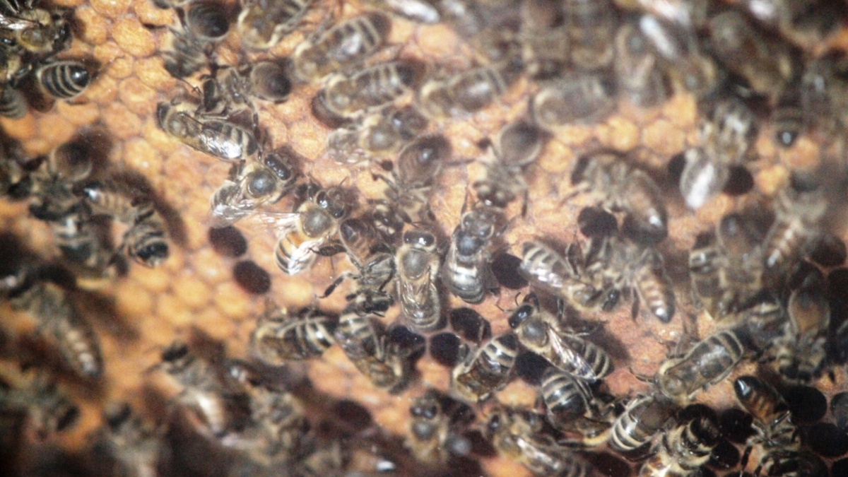 Biene - Foto: ?ber dts Nachrichtenagentur