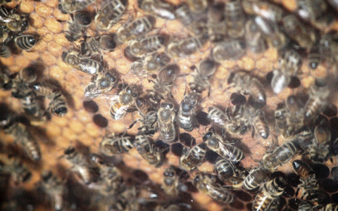 Biene - Foto: ?ber dts Nachrichtenagentur