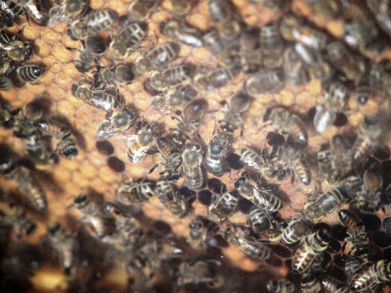 Biene - Foto: ?ber dts Nachrichtenagentur