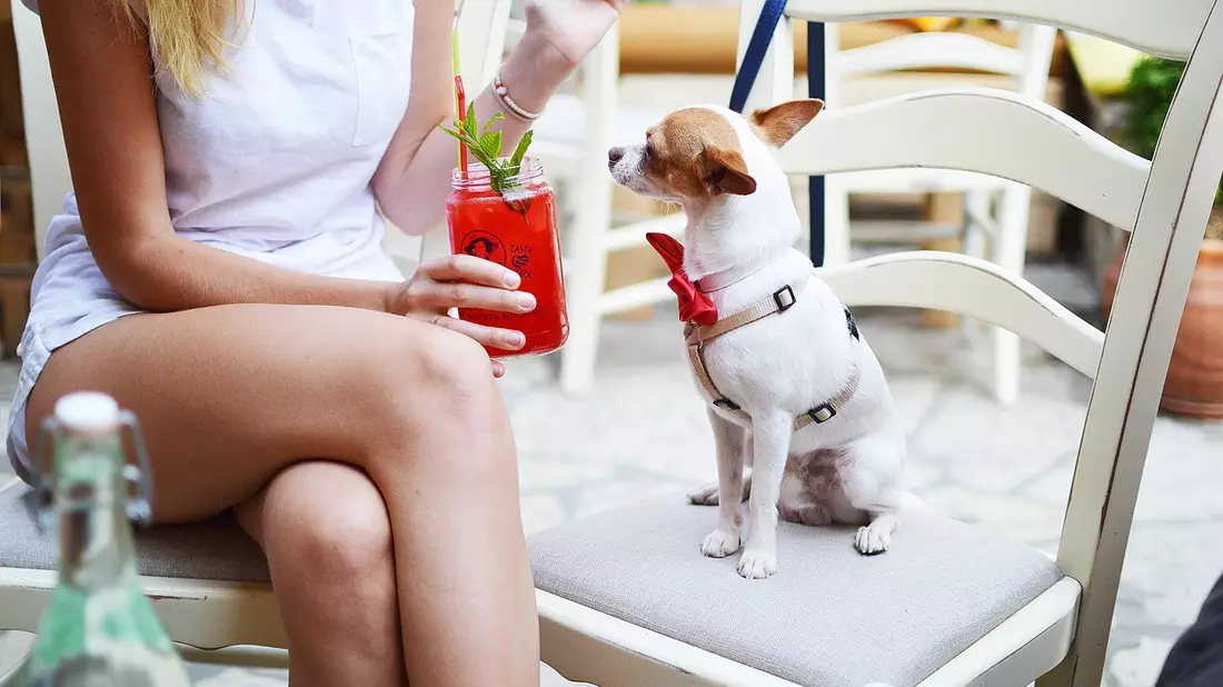 Ob klein oder gross: Hunde hellen den Alltag auf. - Bild: pixabay.com © Pexels (CC0 Creative Commons)