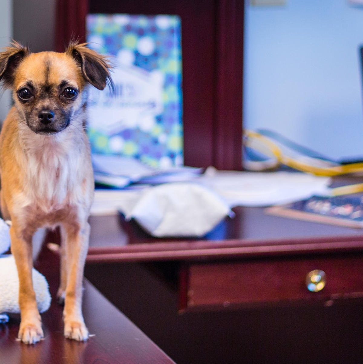 Hunde sorgen durch ihre Anwesenheit für eine entspannte, gut gelaunte Grundstimmung. - Foto: pixabay.com © sugarfoot67 (CC0 Creative Commons)