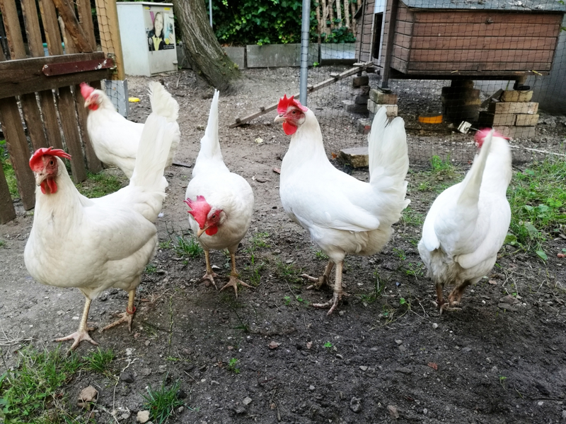 Hühner - Foto: ?ber dts Nachrichtenagentur