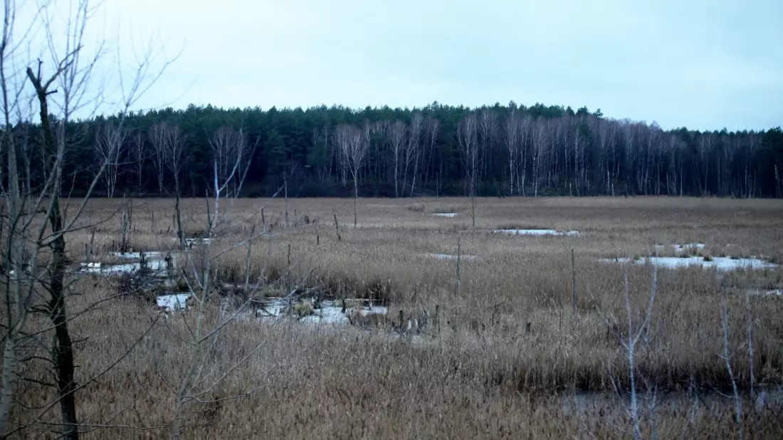 Moorlandschaft - Bild: ?ber dts Nachrichtenagentur
