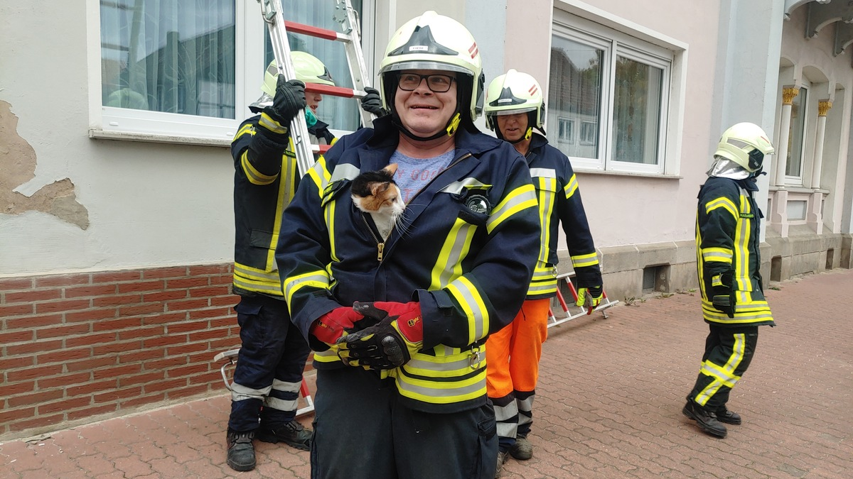 POL-PDLD: zugelaufene Katze - Foto: presseportal.de