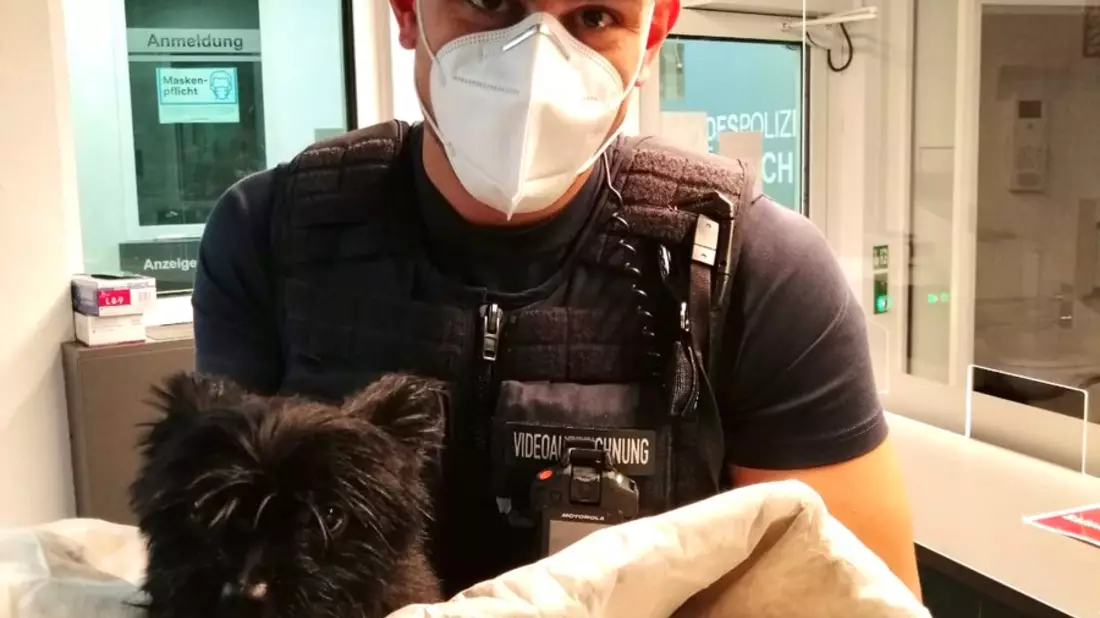 POL-STH: Fundhund bei Rettungsdiensteinsatz zugelaufen - Bild: presseportal.de
