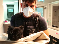 POL-K: 250102-4-K Ausreißerin Kosi von SUV angefahren - Tierrettung erfolgreich - Foto: presseportal.de