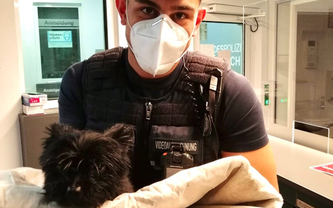 POL-K: 250102-4-K Ausreißerin Kosi von SUV angefahren - Tierrettung erfolgreich - Foto: presseportal.de