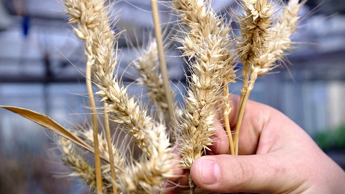 Vom Bäumepflanzen zur Greentech-Company: Planted launcht nach Climate Action Software nun Academy für nachhaltige Unternehmenstransformation - Foto: presseportal.de