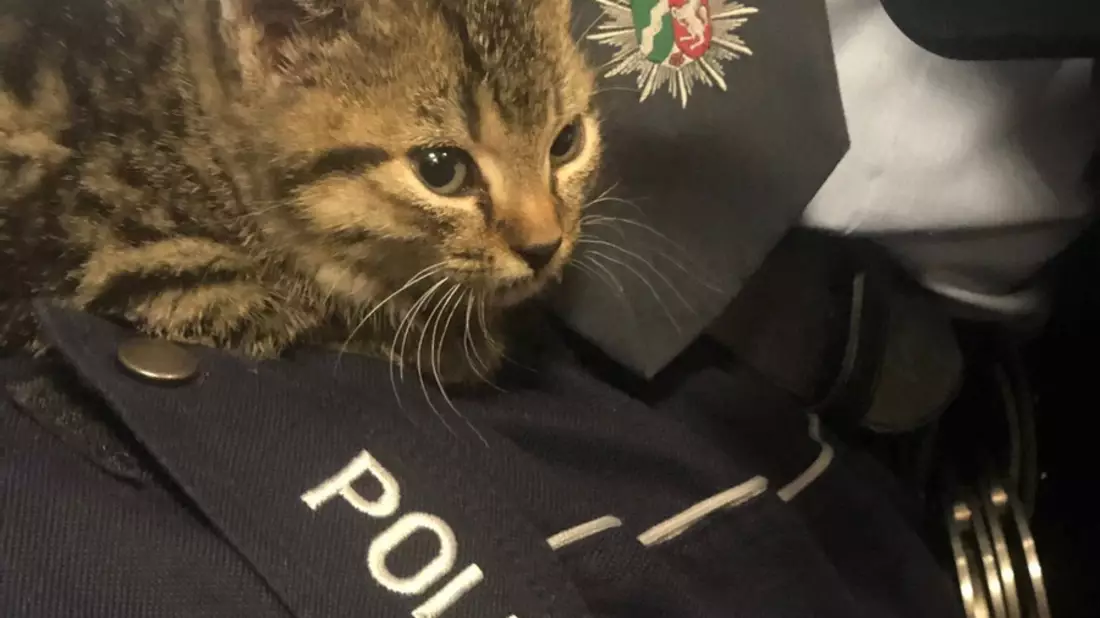 POL-PDKO: Rettung einer Katze in 30 Meter Höhe - Bild: presseportal.de