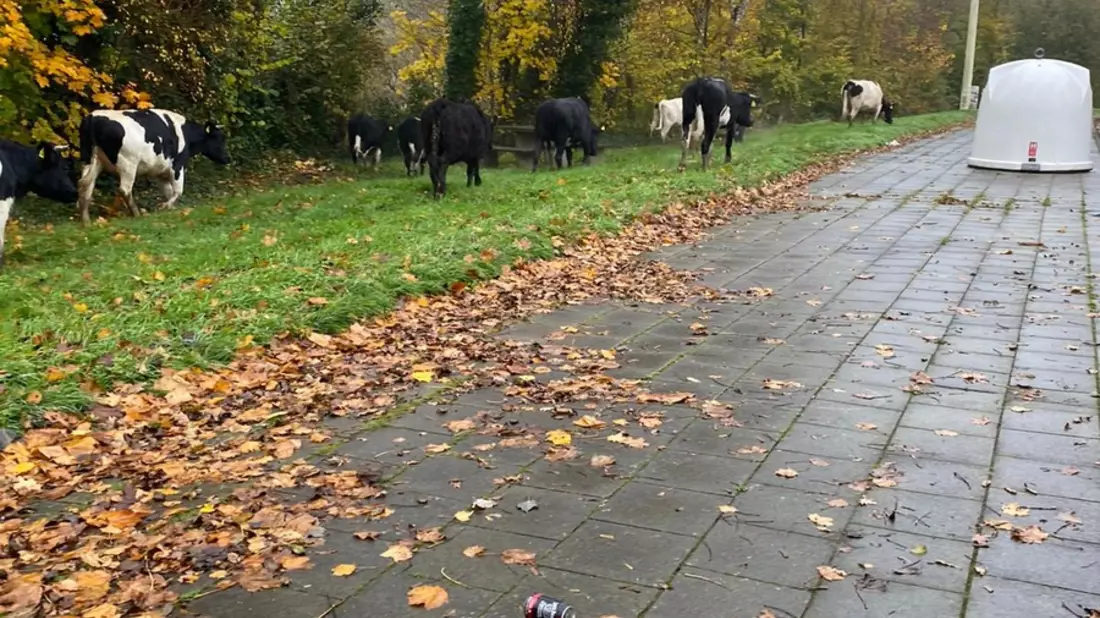 POL-PDKL: Tiertransport durch Polizei vorzeitig beendet - Bild: presseportal.de