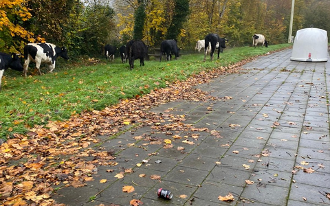 POL-PDPS: Kühe vor dem Kino - Foto: presseportal.de