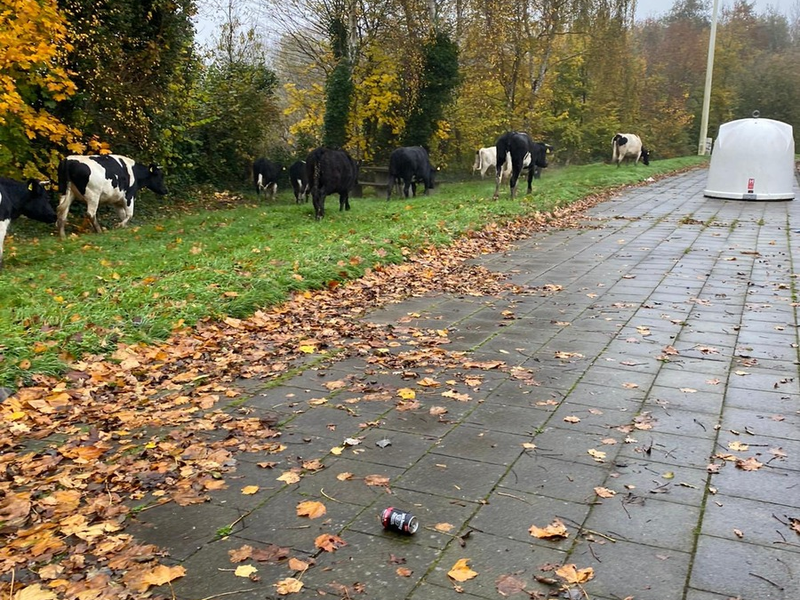 POL-PDKL: Tiertransport durch Polizei vorzeitig beendet - Foto: presseportal.de