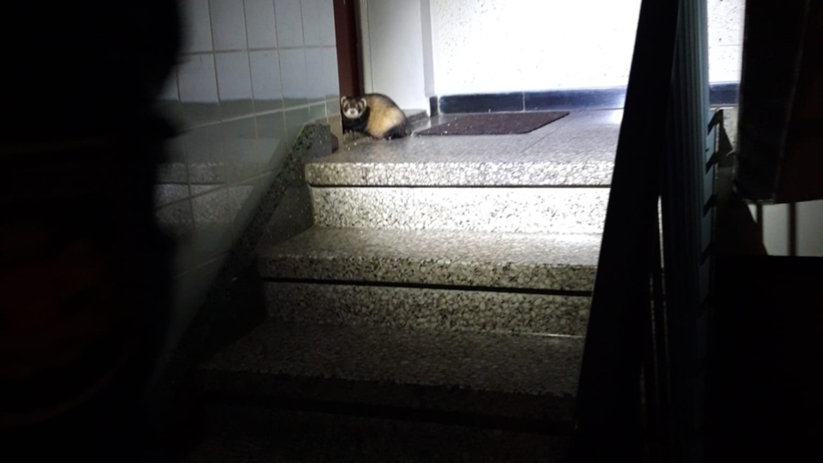 POL-MK: Tierisch viel los - Ente gut, alles gut - Foto: presseportal.de