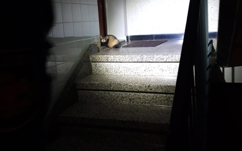 POL-MK: Tierisch viel los - Ente gut, alles gut - Foto: presseportal.de