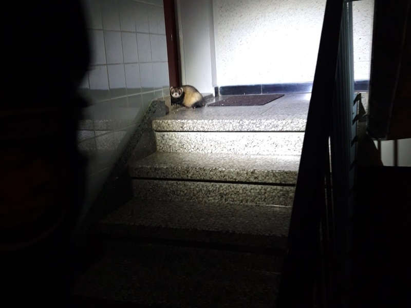 POL-MK: Tierisch viel los - Ente gut, alles gut - Foto: presseportal.de