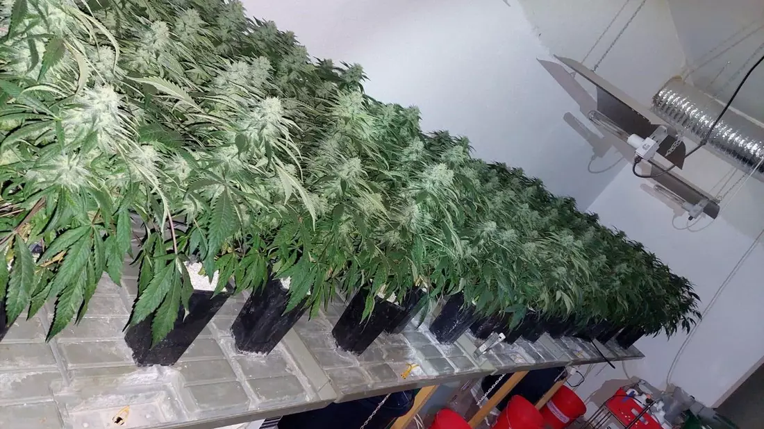POL-EL: Schüttorf - Große Cannabisplantage in Schüttorf entdeckt - drei Beschuldigte vorläufig festgenommen - Bild: presseportal.de