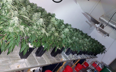 POL-EL: Schüttorf - Große Cannabisplantage in Schüttorf entdeckt - drei Beschuldigte vorläufig festgenommen - Foto: presseportal.de