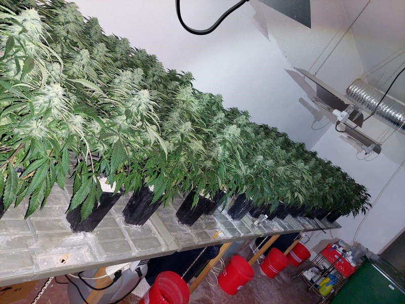 POL-EL: Schüttorf - Große Cannabisplantage in Schüttorf entdeckt - drei Beschuldigte vorläufig festgenommen - Foto: presseportal.de