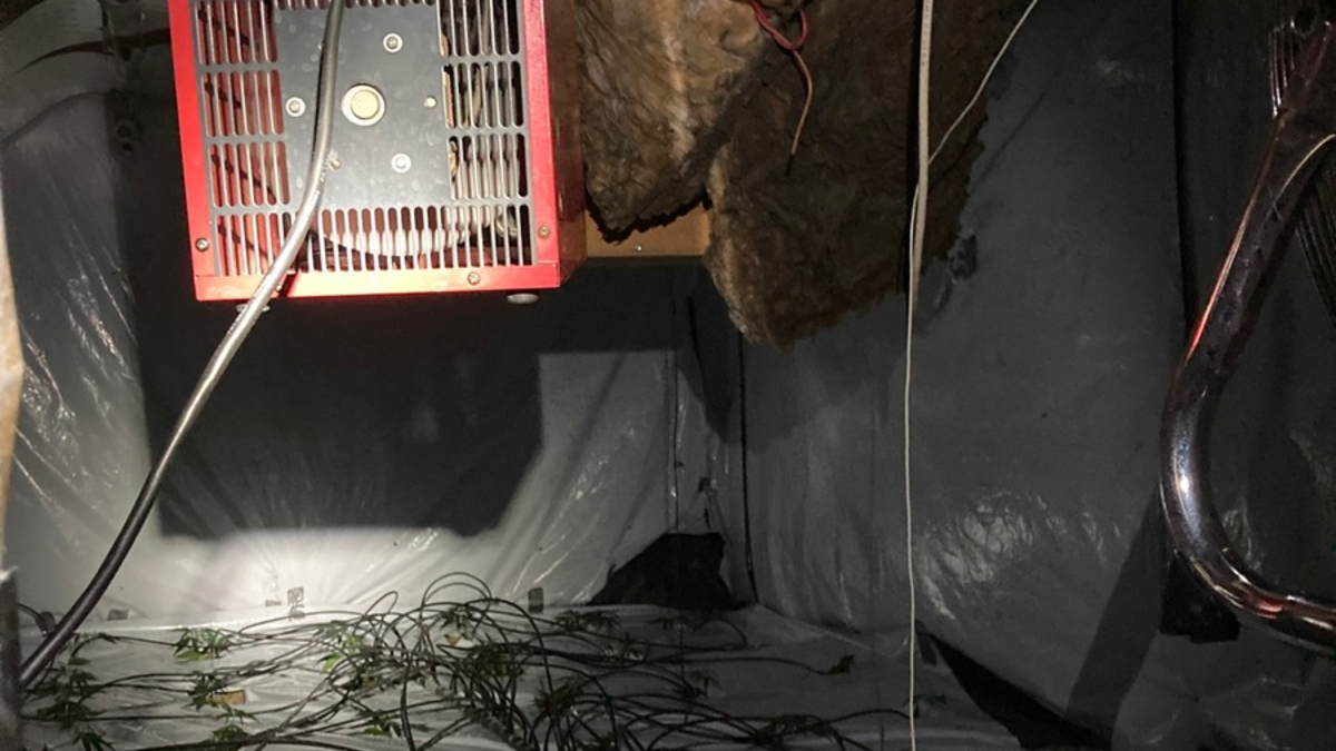 POL-EL: Update - Eine der größten Cannabisplantagen der letzten Jahre in Niedersachsen - Ermittlungen führen zu weiterer Festnahme - Foto: presseportal.de