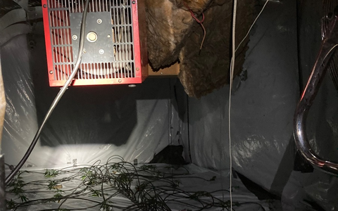 POL-EL: Update - Eine der größten Cannabisplantagen der letzten Jahre in Niedersachsen - Ermittlungen führen zu weiterer Festnahme - Foto: presseportal.de POL-EL: Update - Eine der größten Cannabisplantagen der letzten Jahre in Niedersachsen - Ermittlungen führen zu weiterer Festnahme - Foto: presseportal.de