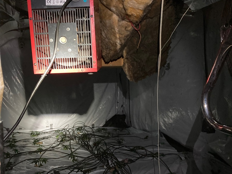 POL-EL: Update - Eine der größten Cannabisplantagen der letzten Jahre in Niedersachsen - Ermittlungen führen zu weiterer Festnahme - Foto: presseportal.de