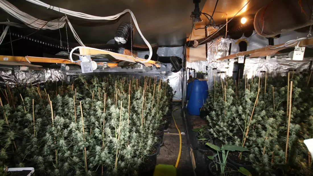 POL-KLE: Kranenburg - Gemeinsame Pressemeldung der Staatsanwaltschaft Kleve und der Polizei Kleve / Cannabis-Plantage mit über Tausend Pflanzen entdeckt / Vier Tatverdächtige sitzen in Untersuchungshaft - Bild: presseportal.de