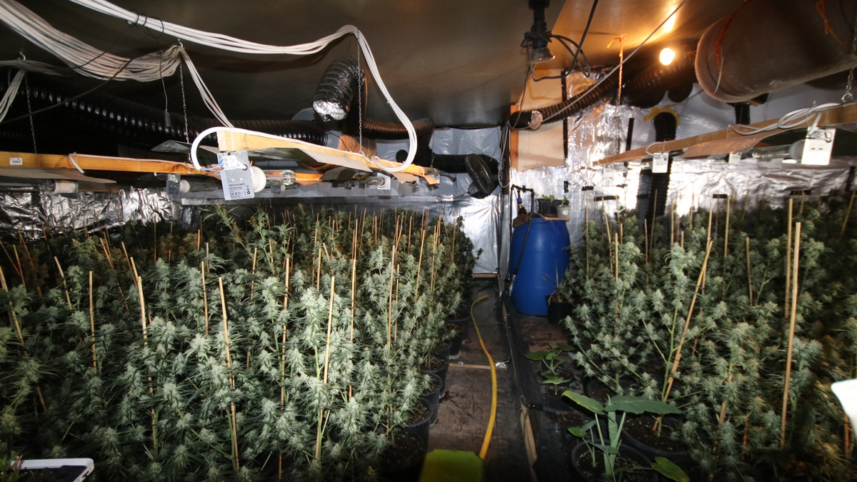 POL-KLE: Kranenburg - Gemeinsame Pressemeldung der Staatsanwaltschaft Kleve und der Polizei Kleve / Cannabis-Plantage mit über Tausend Pflanzen entdeckt / Vier Tatverdächtige sitzen in Untersuchungshaft - Foto: presseportal.de