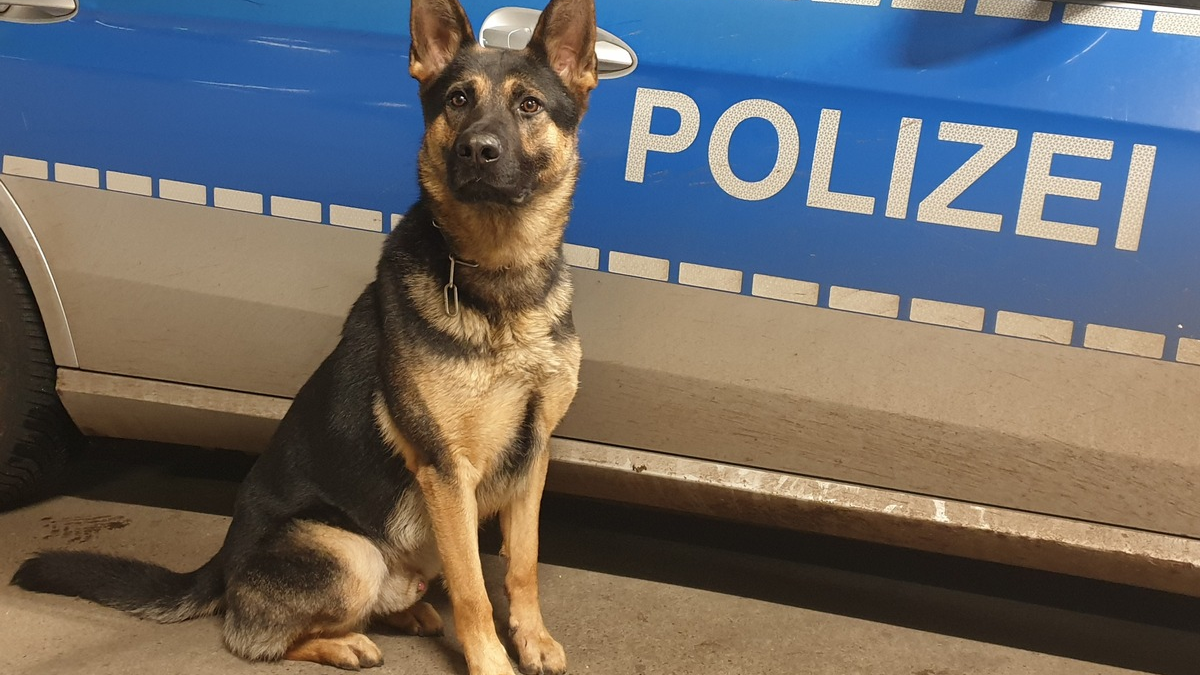POL-HH: 231122-4. Zwei Festnahmen nach Einbruch in Hamburg-Neugraben-Fischbek - Foto: presseportal.de