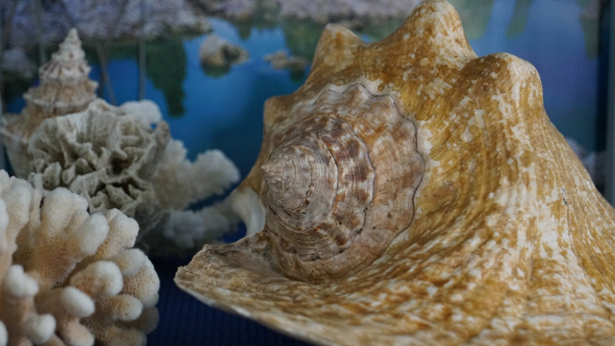 HZA-A: 22. Mai 2024- Internationaler Tag der biologischen Vielfalt / Zoll leistet wichtigen Beitrag zum Schutz bedrohter Tiere und Pflanzen - Foto: presseportal.de