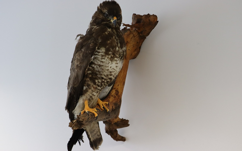 HZA-KI: Artenschutz kennt keine Grenzen - Zoll schützt bedrohte Tiere und Pflanzen - Foto: presseportal.de