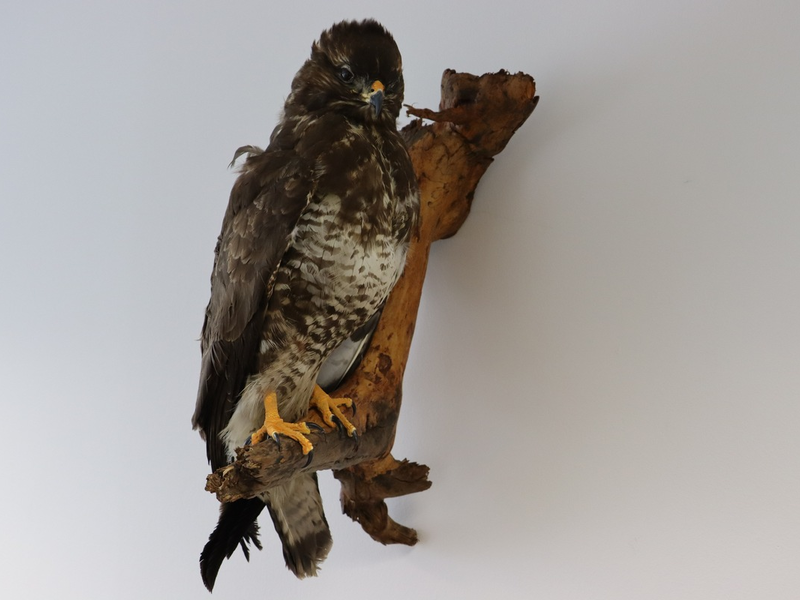 HZA-KI: Artenschutz kennt keine Grenzen - Zoll schützt bedrohte Tiere und Pflanzen - Foto: presseportal.de