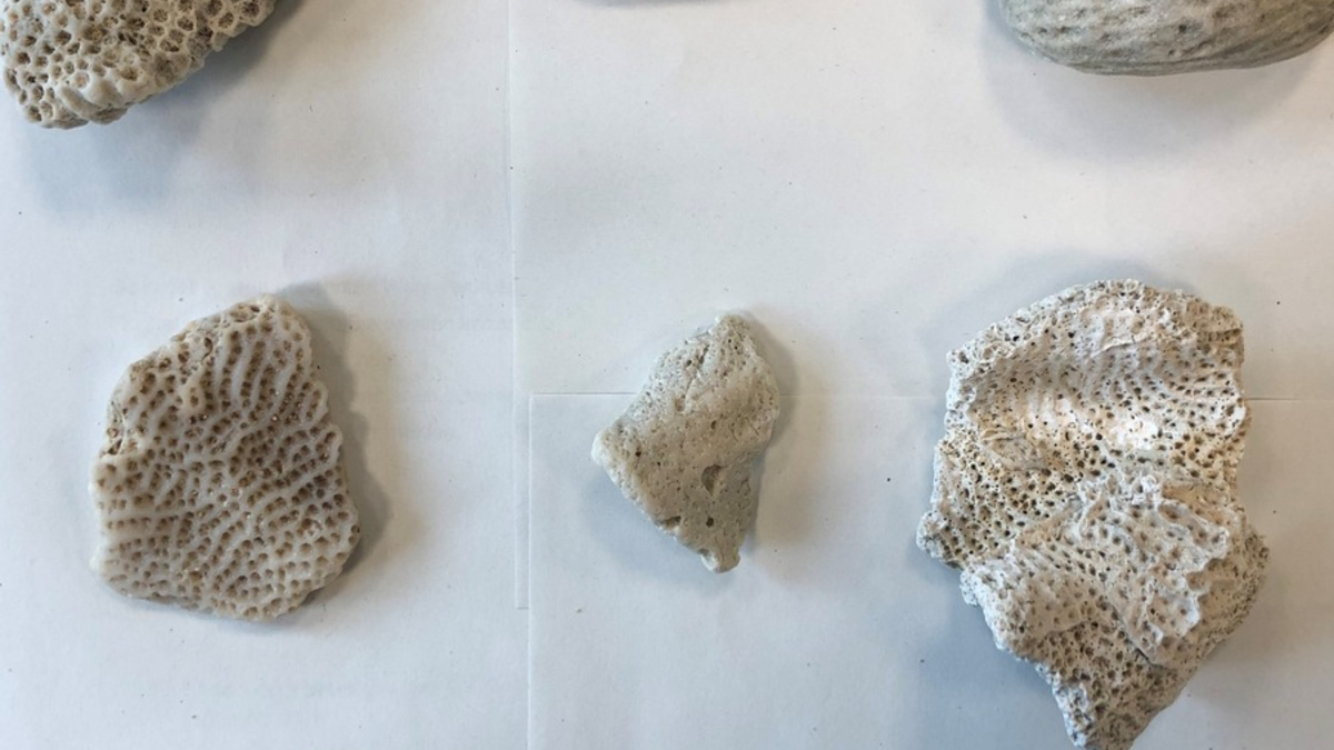 POL-OLD: Oldenburg/Lohne/Lembruch +++ Delegiertenempfang zur 4. Europäischen Polizeimeisterschaft im Frauenfußball in der Polizeidirektion Oldenburg +++ - Foto: presseportal.de