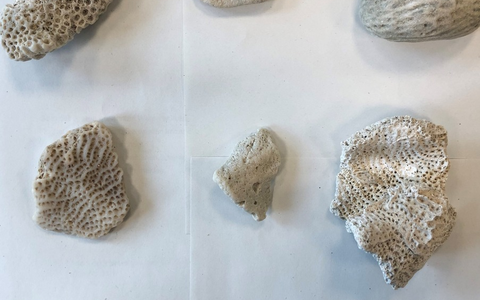 POL-OLD: Oldenburg/Lohne/Lembruch +++ Delegiertenempfang zur 4. Europäischen Polizeimeisterschaft im Frauenfußball in der Polizeidirektion Oldenburg +++ - Foto: presseportal.de