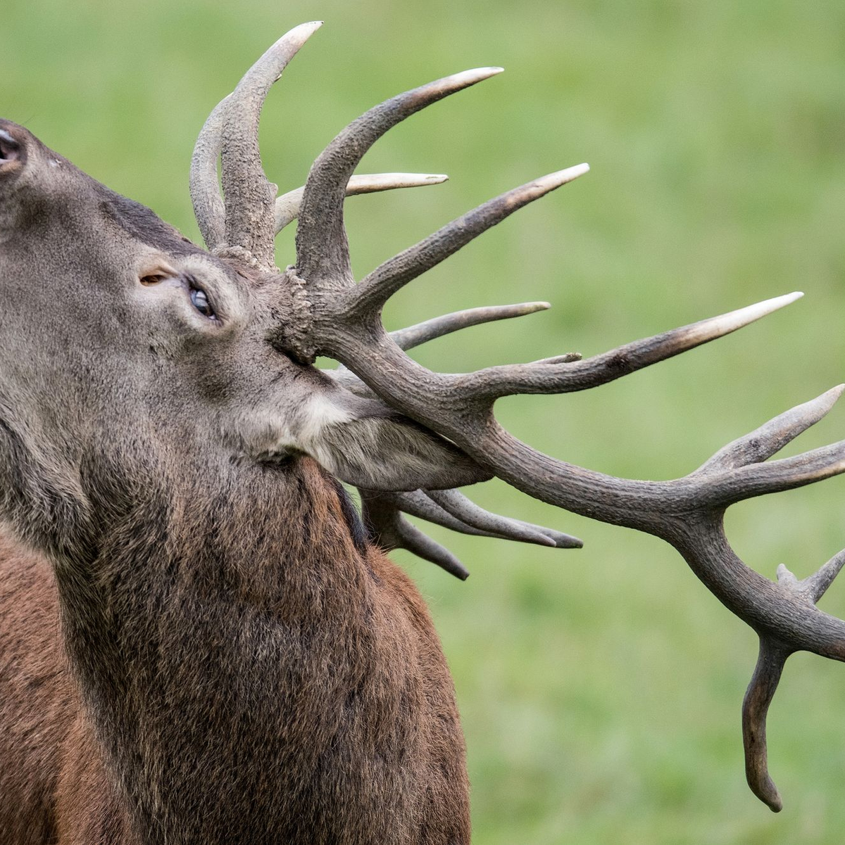 Inzucht reduziert die Anpassungsfähigkeit von Rothirschen. (Symbolbild) - Foto: Boris Roessler/dpa
