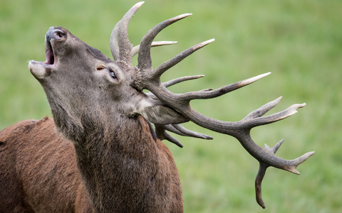 Inzucht reduziert die Anpassungsfähigkeit von Rothirschen. (Symbolbild) - Foto: Boris Roessler/dpa