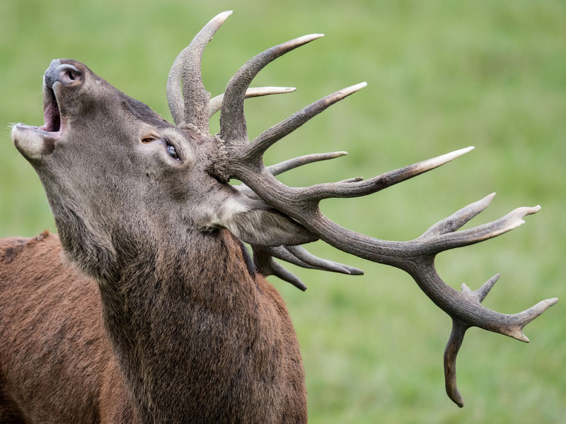 Inzucht reduziert die Anpassungsfähigkeit von Rothirschen. (Symbolbild) - Foto: Boris Roessler/dpa