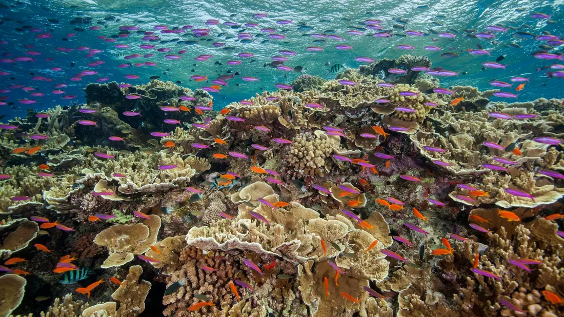 Zum Schutz der Meereslebewesen haben sich Dutzende Staaten auch verpflichtet, mehr gegen Lärmbelästigung im Ozean zu tun. (Archivbild) - Bild: J. Sumerling/Great Barrier Reef Marine Park Authority/AP/dpa