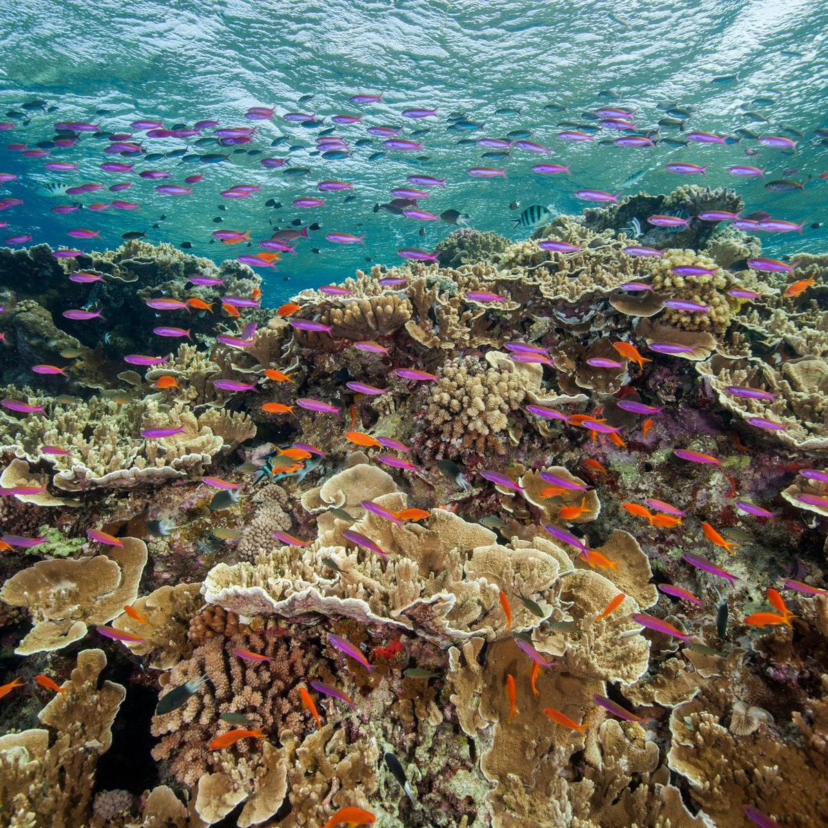Zum Schutz der Meereslebewesen haben sich Dutzende Staaten auch verpflichtet, mehr gegen Lärmbelästigung im Ozean zu tun. (Archivbild) - Foto: J. Sumerling/Great Barrier Reef Marine Park Authority/AP/dpa